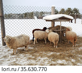 Овцы на ферме у кормушки зимой. Стоковое фото, фотограф Bala-Kate / Фотобанк Лори