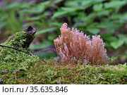 Красивый и съедобный гриб клавикорона крыночковидная (Artomyces pyxidatus) Стоковое фото, фотограф Владимир Литвинов / Фотобанк Лори