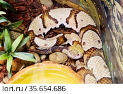 Мокасиновый щитомордник. Copper-head snake. Стоковое фото, фотограф Галина Савина / Фотобанк Лори