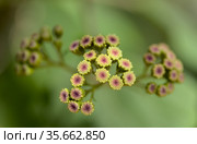 Flora of Gran Canaria - Ageratina adenophora, Crofton weed invasive plant natural macro floral background. Стоковое фото, фотограф Tamara Kulikova / Фотобанк Лори