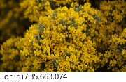 Flora of Gran Canaria - bright yellow flowers of Teline microphylla, broom species endemic to the island, natural macro floral background. Стоковое фото, фотограф Tamara Kulikova / Фотобанк Лори