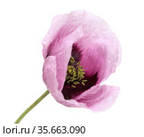 Flora of Gran Canaria - pink Papaver somniferum poppy isolated on white. Стоковое фото, фотограф Tamara Kulikova / Фотобанк Лори