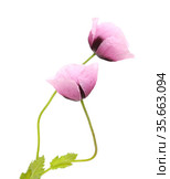 Flora of Gran Canaria - pink Papaver somniferum poppy isolated on white. Стоковое фото, фотограф Tamara Kulikova / Фотобанк Лори