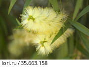 Flowering Melaleuca pallida, lemon bottlebrush, natural macro floral background. Стоковое фото, фотограф Tamara Kulikova / Фотобанк Лори