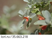 Flora of Gran Canaria - flowering Teucrium heterophyllum, species of germander endemic to Macaronesia natural macro floral background. Стоковое фото, фотограф Tamara Kulikova / Фотобанк Лори