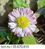 Маргаритка многолетняя (лат. Bellis perennis) крупным планом. Стоковое фото, фотограф Елена Коромыслова / Фотобанк Лори
