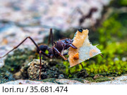 Leaf cutter ant. Стоковое фото, фотограф Julio Rivalta / Фотобанк Лори
