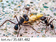 Leaf cutter ant. Стоковое фото, фотограф Julio Rivalta / Фотобанк Лори