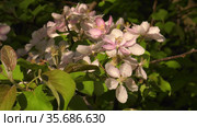 Южный Урал. Цветущая яблоня Недзвецкого. Southern Urals. Blooming apple tree Nedzvetskogo (Malus niedzwetzkyana). Стоковое видео, видеограф Евгений Романов / Фотобанк Лори