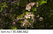 Южный Урал. Цветущая яблоня Недзвецкого. Southern Urals. Blooming apple tree Nedzvetskogo (Malus niedzwetzkyana). Стоковое видео, видеограф Евгений Романов / Фотобанк Лори