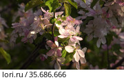Южный Урал. Цветущая яблоня Недзвецкого. Southern Urals. Blooming apple tree Nedzvetskogo (Malus niedzwetzkyana). Стоковое видео, видеограф Евгений Романов / Фотобанк Лори