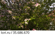 Южный Урал. Цветущая яблоня Недзвецкого. Southern Urals. Blooming apple tree Nedzvetskogo (Malus niedzwetzkyana). Стоковое видео, видеограф Евгений Романов / Фотобанк Лори