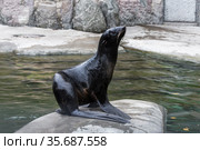 A young navy seal sits on a rock in the pool. Стоковое фото, фотограф Наталья Волкова / Фотобанк Лори