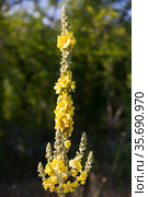 Tall yellow flower Verbascum densiflorum close up photo. Стоковое фото, фотограф EugeneSergeev / Фотобанк Лори