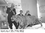 Пожилой мужчина замахивается самодельной тростью на чучело тигра, человеку исполнилось 108 лет, он убил это дикое животное в 1905 году, 1958 год. Редакционное фото, фотограф Варфоломей Тетерин / Фотобанк Лори
