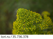 Flora of Gran Canaria - large inflorescence of Aeonium undulatum, succulent endemic to the island natural macro floral background. Стоковое фото, фотограф Tamara Kulikova / Фотобанк Лори