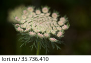 Flora of Gran Canaria - Daucus carota, wild carrot white flowers natural macro floral background. Стоковое фото, фотограф Tamara Kulikova / Фотобанк Лори