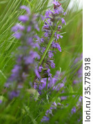 Flowers of lungwort, ajuga. Стоковое фото, фотограф Марина Володько / Фотобанк Лори
