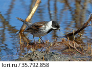Тростниковая овсянка, камышовая овсянка или камышник (Emberiza schoeniclus). Птица весной среди воды, Ямало-Ненецкий автономный округ. Стоковое фото, фотограф Григорий Писоцкий / Фотобанк Лори