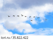 Малый лебедь, или тундровый лебедь (лат. Cygnus columbianus bewickii). Стая птиц весной во время полета, Ямало-Ненецкий автономный округ. Стоковое фото, фотограф Григорий Писоцкий / Фотобанк Лори