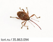 Долгоносик желудёвый (Curculio glandium) Стоковое фото, фотограф Dmitry29 / Фотобанк Лори