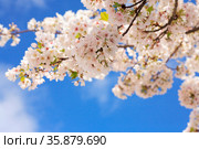 Cherry bloosom branch. Стоковое фото, агентство Ingram Publishing / Фотобанк Лори