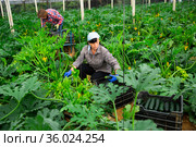 Positive woman harvesting ripe zucchini in greenhouse. Стоковое фото, фотограф Яков Филимонов / Фотобанк Лори