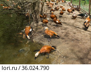Огарь, или красная утка (лат. Tadorna ferruginea) - водоплавающая птица семейства утиных, родственная пеганке. Стоковое фото, фотограф Наталья Гармашева / Фотобанк Лори
