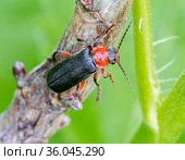 Жук-пожарник Мягкотелка красноногая - Cantharis pellucida. Стоковое фото, фотограф Галина Савина / Фотобанк Лори