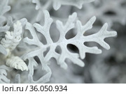 natural macro floral background with silver leaves Jacobaea maritima, commonly known as silver ragwort. Стоковое фото, фотограф Tamara Kulikova / Фотобанк Лори