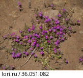 Flora of Gran Canaria - Spergularia fimbriata, fringed sandspurry, natural macro floral background. Стоковое фото, фотограф Tamara Kulikova / Фотобанк Лори