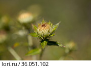 Flora of Gran Canaria - Carlina salicifolia, species of thistle found in Macaronesia (2021 год). Стоковое фото, фотограф Tamara Kulikova / Фотобанк Лори