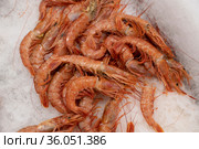 Red argentine shrimps on an ice for sale. Стоковое фото, фотограф Володина Ольга / Фотобанк Лори
