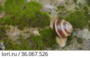 Виноградная улитка, или эскарго (Helix pomatia), ползёт по мху. Edible snail or escargot (Helix pomatia) crawls on the moss. Стоковое видео, видеограф Евгений Романов / Фотобанк Лори