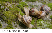 Группа виноградных улиток, или эскарго (Helix pomatia), на камне. Group of Edible snails or escargot (Helix pomatia) on a rock. Стоковое видео, видеограф Евгений Романов / Фотобанк Лори