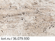 Shelly limestone panel, seamless texture. Стоковое фото, фотограф EugeneSergeev / Фотобанк Лори