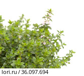 Thymus citriodorus AKA lemon thyme, isolated on white background. Стоковое фото, фотограф Tamara Kulikova / Фотобанк Лори