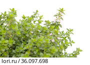 Thymus citriodorus AKA lemon thyme, isolated on white background. Стоковое фото, фотограф Tamara Kulikova / Фотобанк Лори