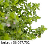 Thymus citriodorus AKA lemon thyme, isolated on white background. Стоковое фото, фотограф Tamara Kulikova / Фотобанк Лори