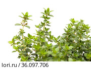 Thymus citriodorus AKA lemon thyme, isolated on white background. Стоковое фото, фотограф Tamara Kulikova / Фотобанк Лори