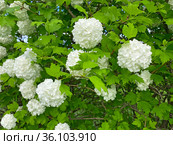 Калина Бульденеж (Viburnum opulus Bouledeneige) Стоковое фото, фотограф Мария Кылосова / Фотобанк Лори