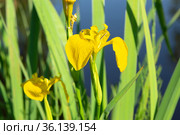 Ирис ложноаировый (Iris pseudacorus) Стоковое фото, фотограф Ирина Яровая / Фотобанк Лори