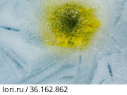 Ice texture with small round air bubbles trapped inside. Стоковое фото, фотограф Tamara Kulikova / Фотобанк Лори