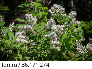 Дейция изящная (лат. deutzia gracilis) Стоковое фото, фотограф Михаил Старшов / Фотобанк Лори