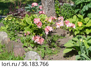 Клумба с рододендроном японским (лат. Rhododendron japonicum) в приствольном кругу. Стоковое фото, фотограф Елена Коромыслова / Фотобанк Лори
