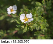 Лапчатка белая или Курильский чай.Кустарниковый пятилистник (Potentilla fruticosa) Стоковое фото, фотограф Галина Савина / Фотобанк Лори