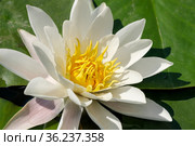 White water lily - lotus blooming (2021 год). Редакционное фото, фотограф Владимир Белобаба / Фотобанк Лори