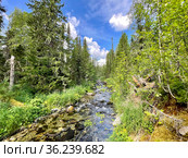 Лес по берегам реки Ушма летом. Россия, Северный Урал. Стоковое фото, фотограф Овчинникова Ирина / Фотобанк Лори