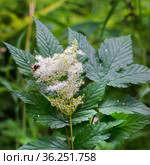 Лабазник вязолистный (лат. Filipendula ulmaria L. Maxim.) — лекарственное многолетнее травянистое растение семейства Розовые (Rosaceae). Растение в природной среде произрастания. Западная Сибирь, Россия. Стоковое фото, фотограф Евгений Мухортов / Фотобанк Лори