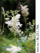 Лабазник вязолистный (лат. Filipendula ulmaria L. Maxim.) — лекарственное многолетнее травянистое растение семейства Розовые (Rosaceae). Растение в природной среде произрастания. Западная Сибирь, Россия. Стоковое фото, фотограф Евгений Мухортов / Фотобанк Лори